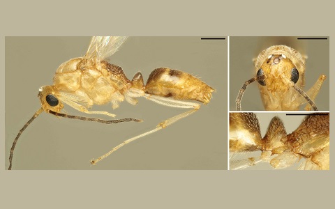 Alerta por la detección en Europa de una nueva hormiga invasora